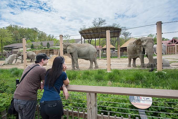 Route 66: Lunch & Learn - Elephant Presentation